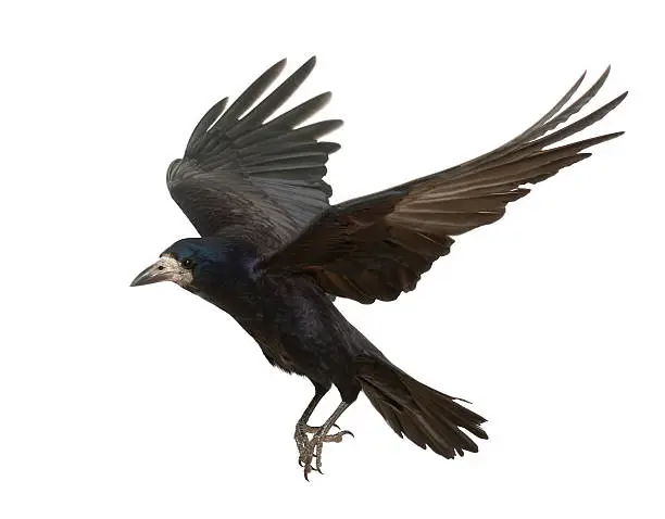 Photo of Rook, Corvus frugilegus, 3 years old, flying against white background