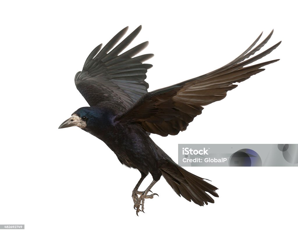 Gralha do, Corvus frugilegus, 3 anos de idade, contra o Fundo Branco a voar - Royalty-free Corvo - Pássaro Foto de stock