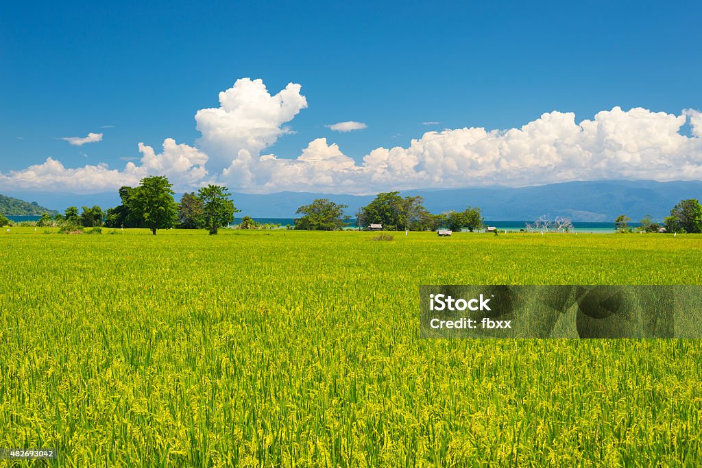 Idílicos campos de arroz asiático paisagem - Foto de stock de 2015 royalty-free