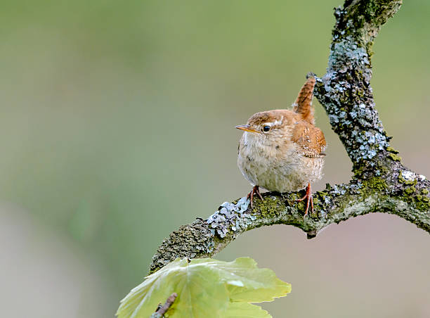 istock Wren Perched on a Lichen Covered Branch 482693078