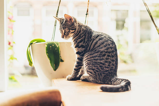 istock Thoughtful striped tabby cat sitting in the sun 482693846