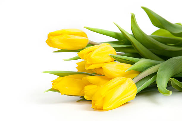 istock Bunch of yellow tulips 482693889
