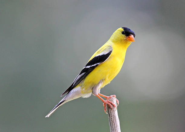 istock Male Goldfinch 482693974
