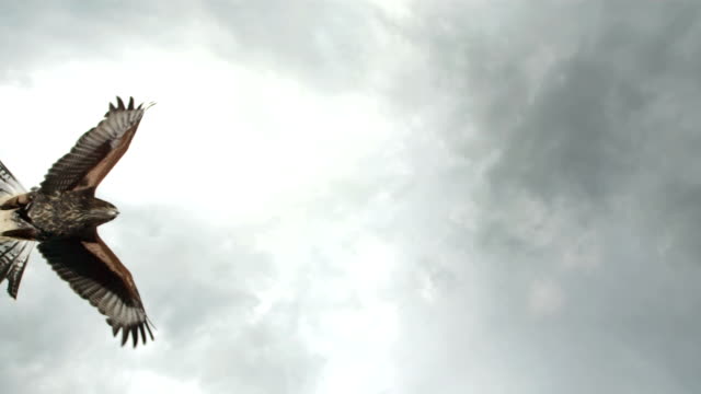 HD Super-Slow Mo: Harris Hawk Flying Across The Sky