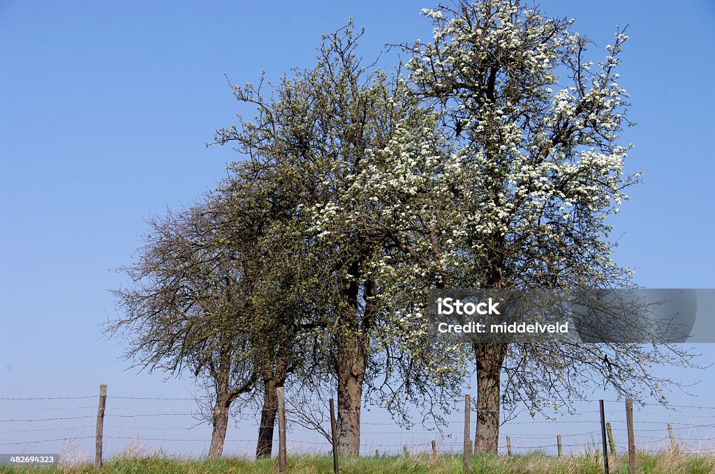 Blossom árboles frutales - Foto de stock de Ajardinado libre de derechos