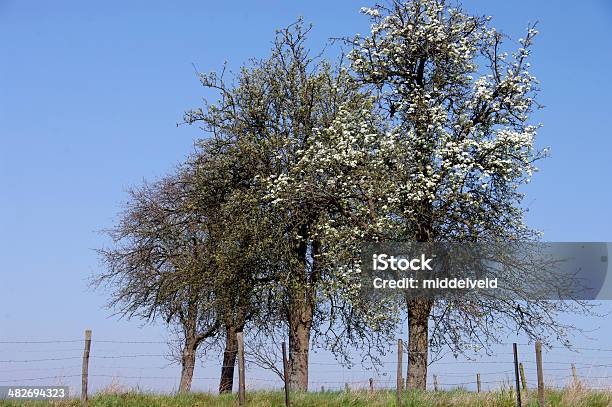 Blossom Árboles Frutales Foto de stock y más banco de imágenes de Ajardinado - Ajardinado, Alambre de espino, Alimento