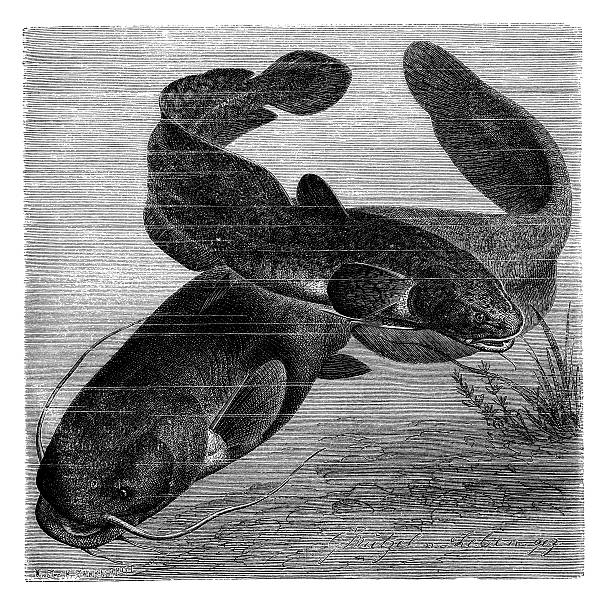 Antique illustration of burbot and wels catfish Antique illustration of burbot (Lota lota) and wels catfish (Silurus glanis) lota lota stock illustrations