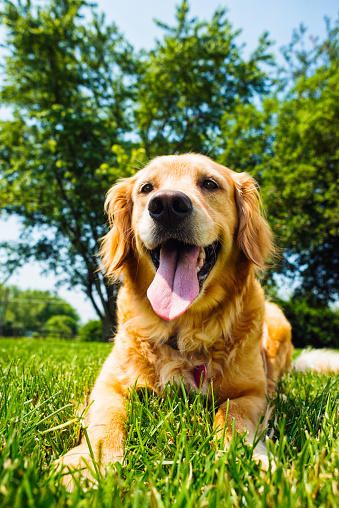 A low angle view looking up at a happy five year old Golden Retriever panting, while lying in the grass on a hot Summer day  