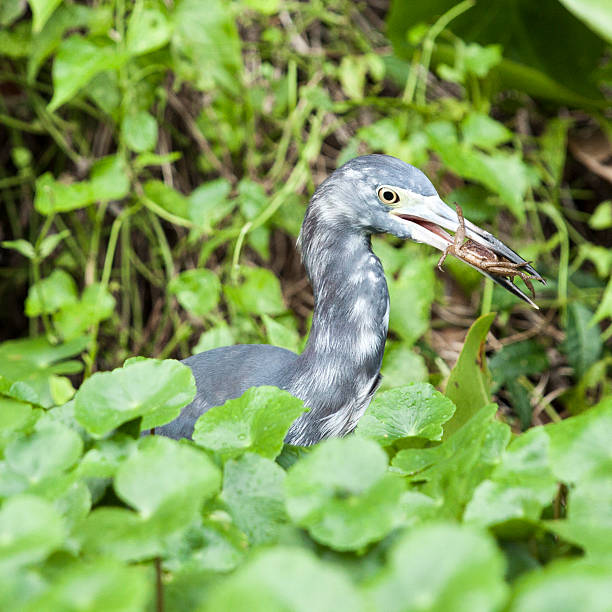 Heron stock photo