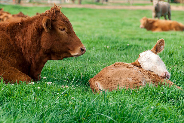 istock Red  Limousin Bull and Calf 482695547