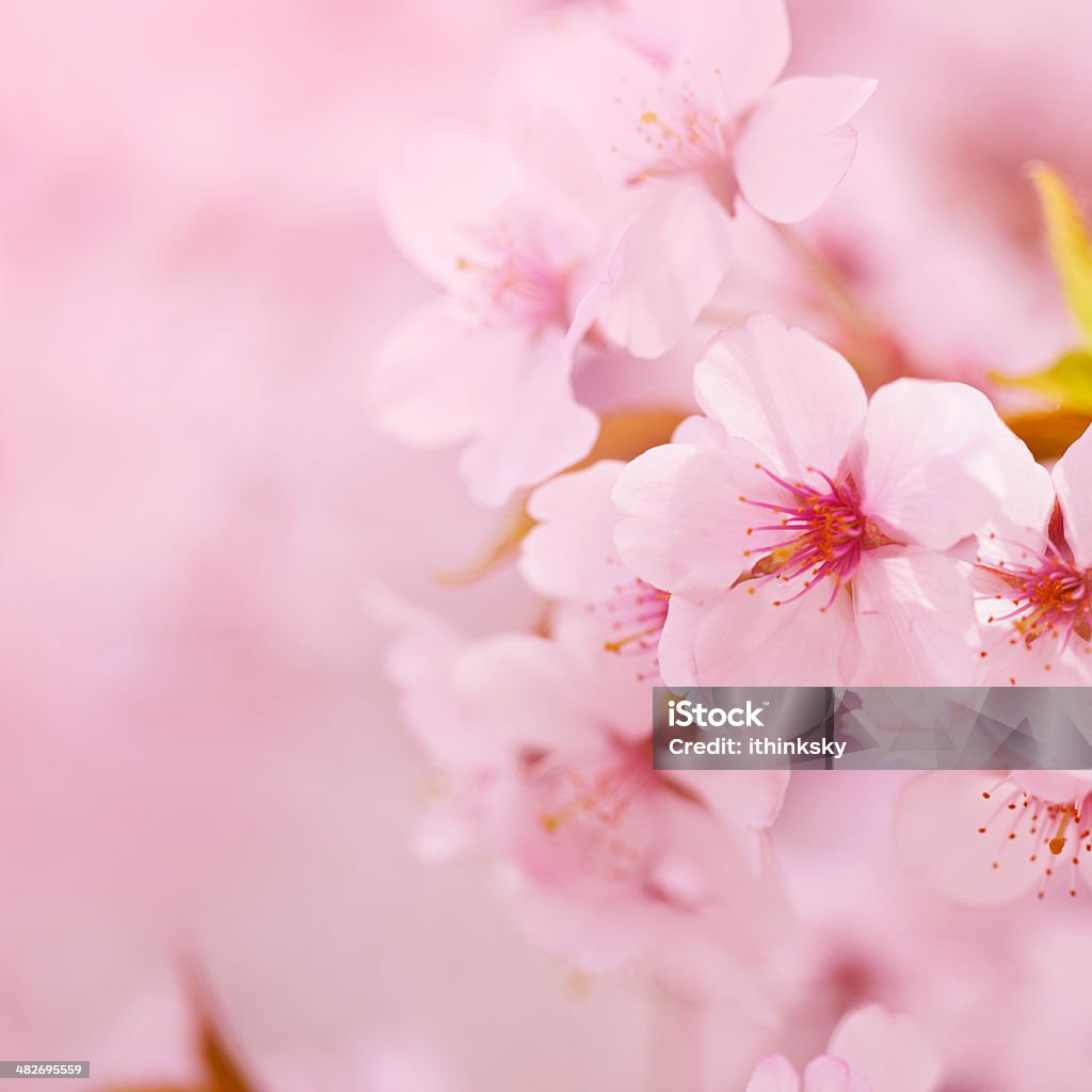 Fiore di ciliegio - Foto stock royalty-free di Abbondanza