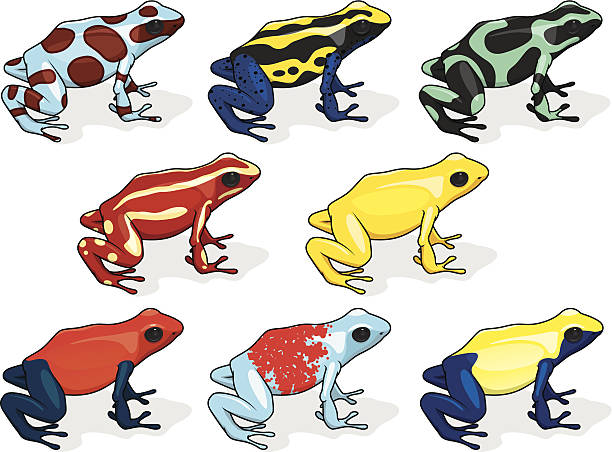 포이즌 dart 개구리 편집 - blue poison arrow frog stock illustrations