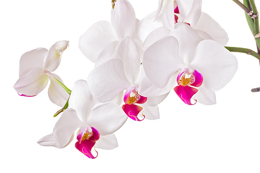 Beautiful orchid on white background 