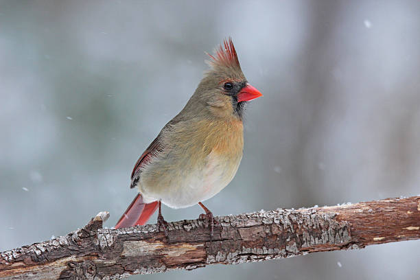 istock Female Cardinal in Snow 482699624