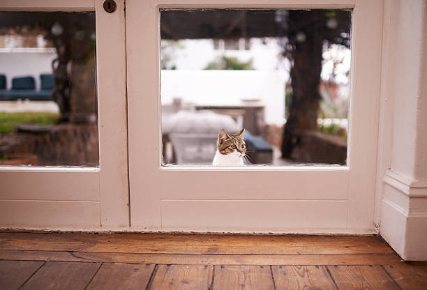 Shot of a cat looking through a windowhttp://195.154.178.81/DATA/i_collage/pu/shoots/805367.jpg