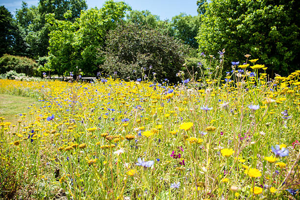 istock Daisies in an English Garden 482700398