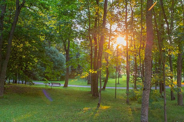 istock Sun dawn in the wood 482700406