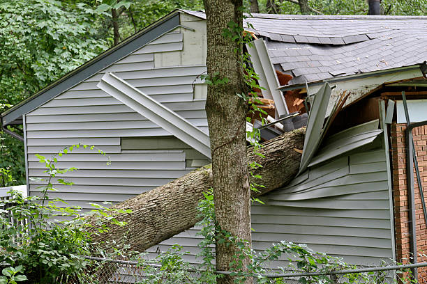 großer baum falls auf einer kleinen haus - storm damage stock-fotos und bilder