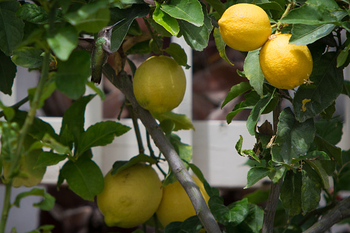 Lemons on a tree.