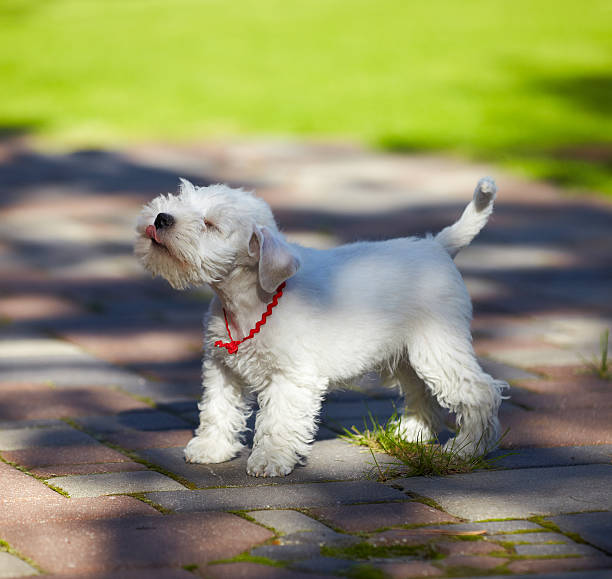 istock white miniature schnauzer puppy 482704172