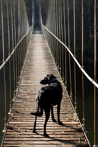 Rear view of a beautiful black dog on the boardwalk of an old suspension footbridge over river Miño, part of a hiking trail in Lugo province, Galicia, Spain.