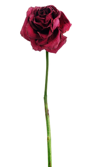 Dead dried red rose isolated on white background
