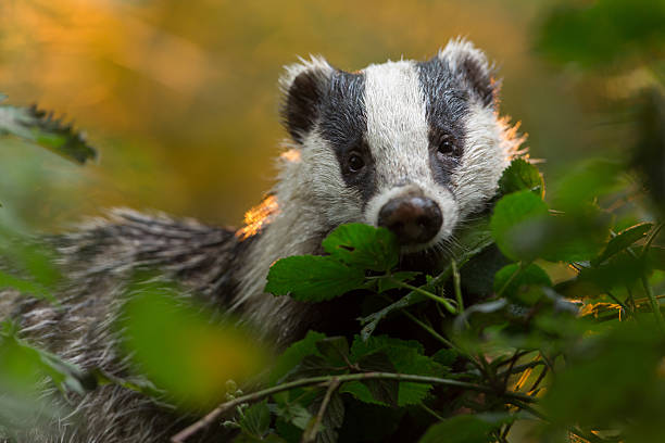 European Badger European Badger (Meles meles).  meles meles stock pictures, royalty-free photos & images