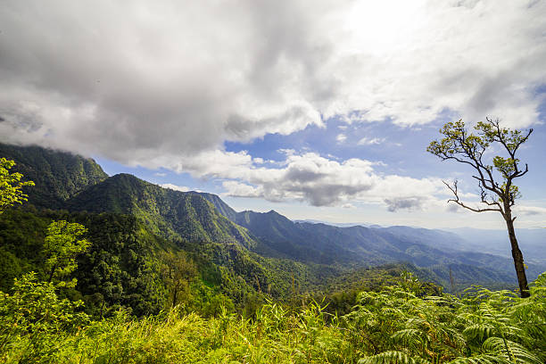 forêt tropicale - tropical rain forest flash photos et images de collection