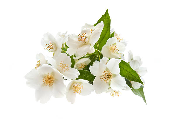 istock Bouquet of Jasmine 482708405