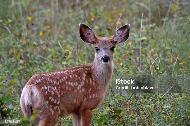 Cervo Mulo Cerbiatto In Saskatchewan Campo - Fotografie stock e altre immagini di Ambientazione esterna - Ambientazione esterna, America del Nord, Animale