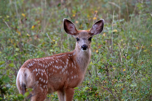 istock Mule Deer fawn in Saskatchewan field 482708457