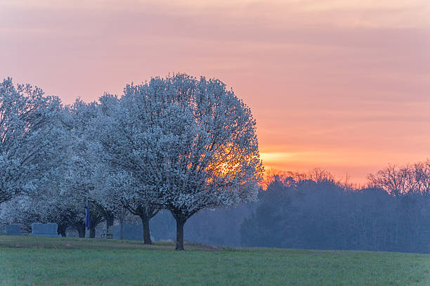 Cтоковое фото Sunrise Брэдфорд Груша