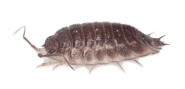 istock Woodlouse isolated on white background 482708825