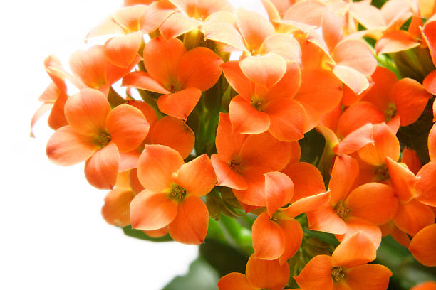 beautiful flower of kalanchoe. macro