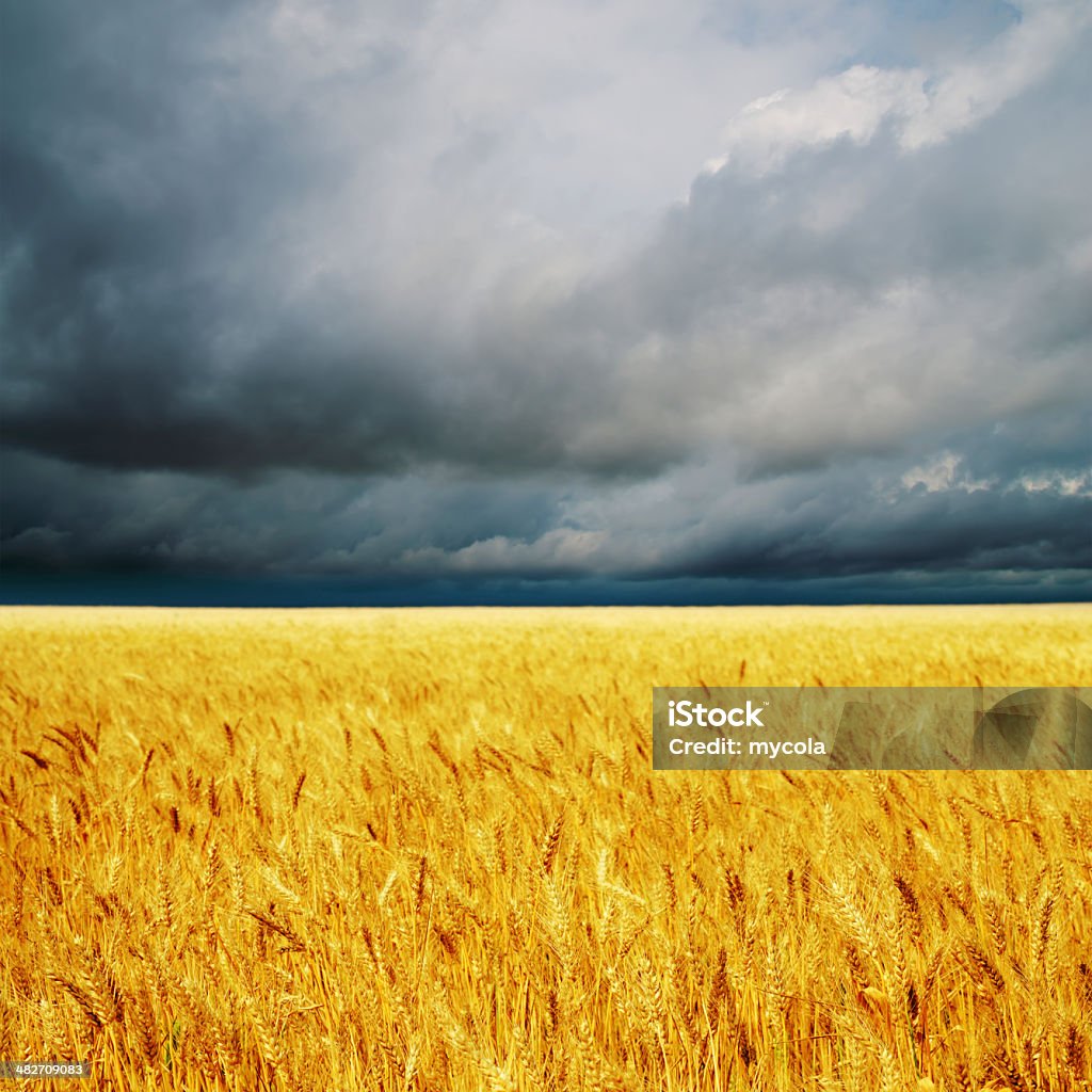 dark clouds over field with barley dark clouds over field with barley. rain before Agricultural Field Stock Photo