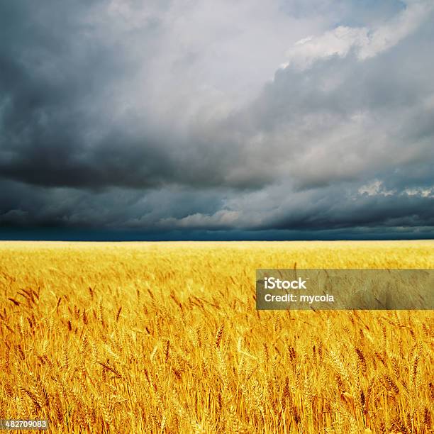 Dark Clouds Over Field With Barley Stock Photo - Download Image Now - Agricultural Field, Agriculture, Atmospheric Mood