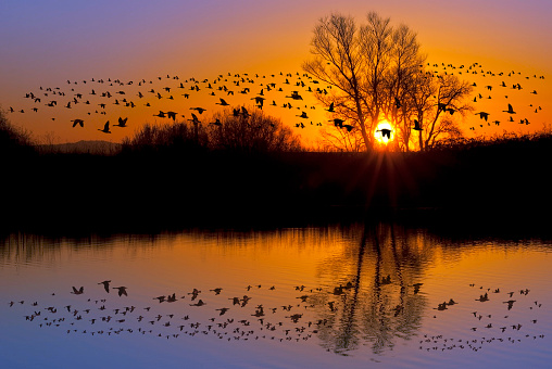 Reflection of Canadian geese flying over wildlife refuge on an orange and purple sunset, San Joaquin Valley, California