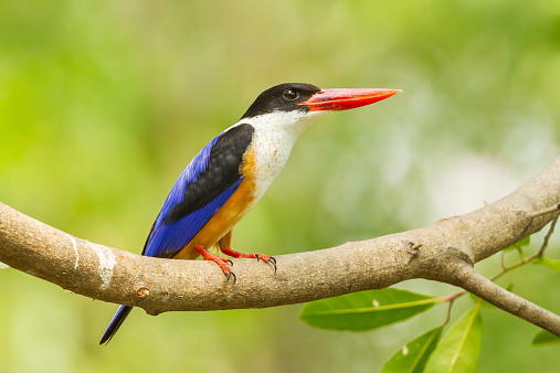 Full side of Black-capped Kingfisher (Halcyon pileata) in nature