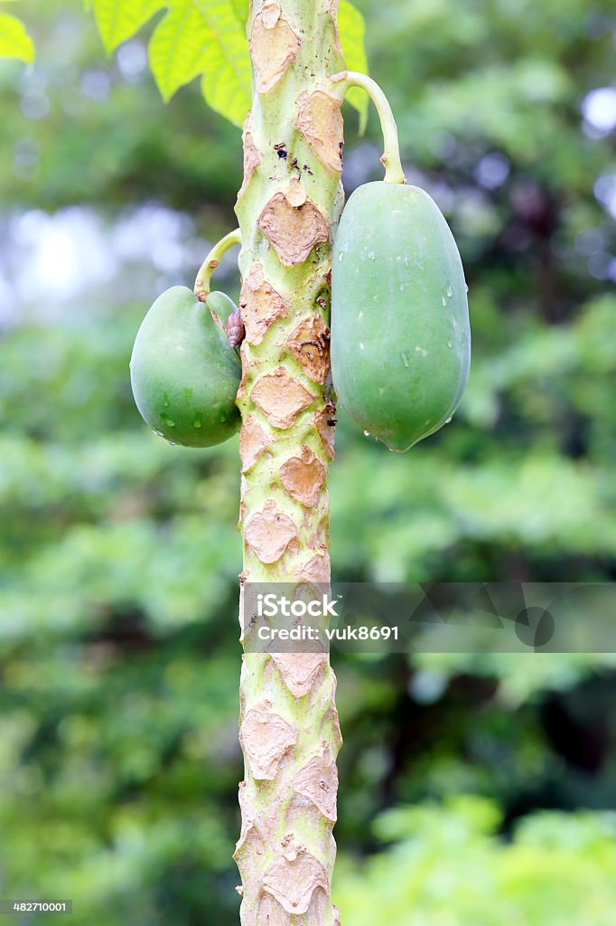 Papaya tree Papaya tree, La Digue Island, Seychelles Agricultural Field Stock Photo