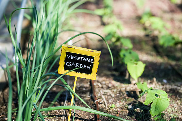 Vegetable garden Early summer in urban vegetable garden. community garden sign stock pictures, royalty-free photos & images
