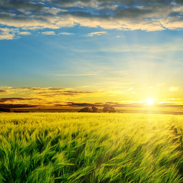 istock sunset in clouds over green field 482710287
