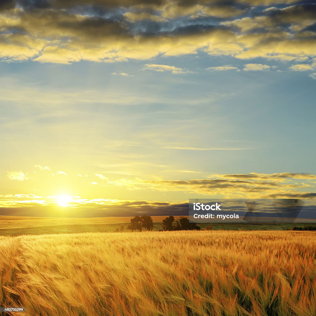 Wolken bei Sonnenuntergang über Feld mit Gerste - Lizenzfrei Herbst Stock-Foto