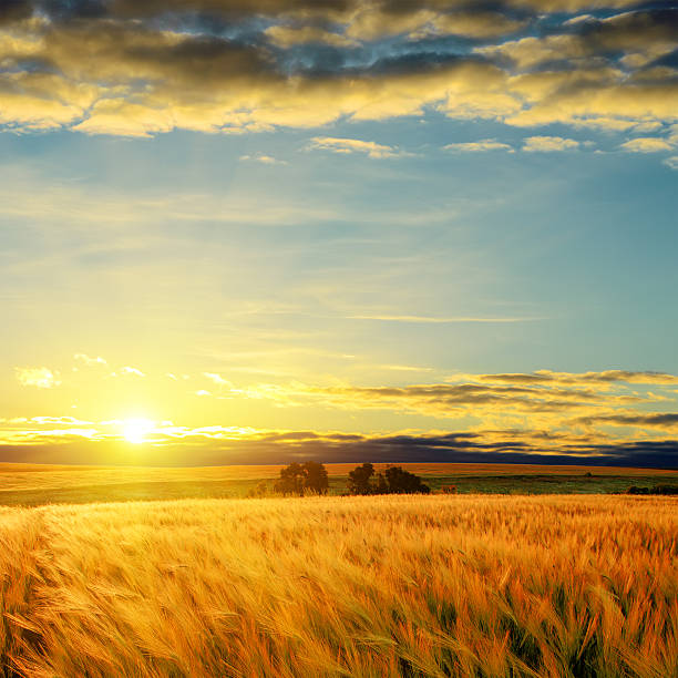 wolken bei sonnenuntergang über feld mit gerste - autumn corn corn crop field stock-fotos und bilder