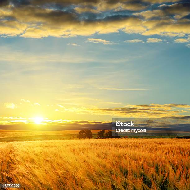 Wolken Bei Sonnenuntergang Über Feld Mit Gerste Stockfoto und mehr Bilder von Herbst - Herbst, Feld, Agrarbetrieb