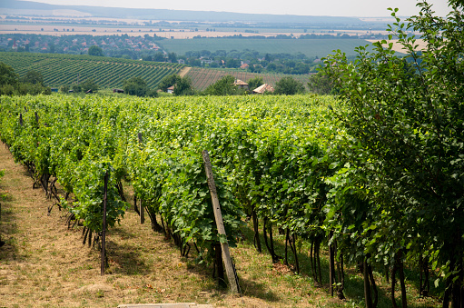 row of grape plants in green vineyard