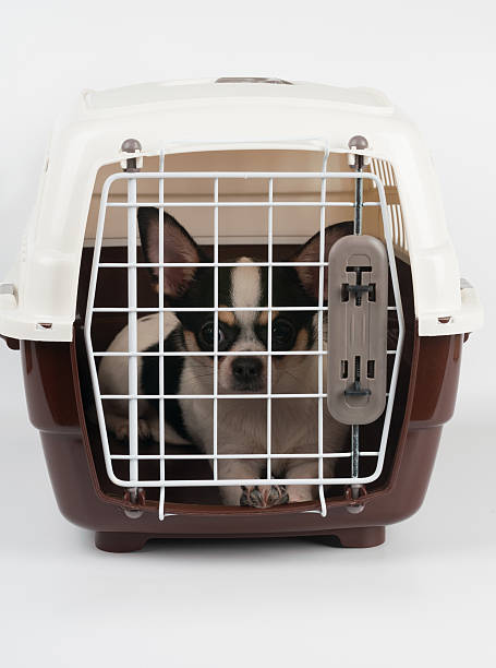 istock Chihuahua inside the carrier 482710651