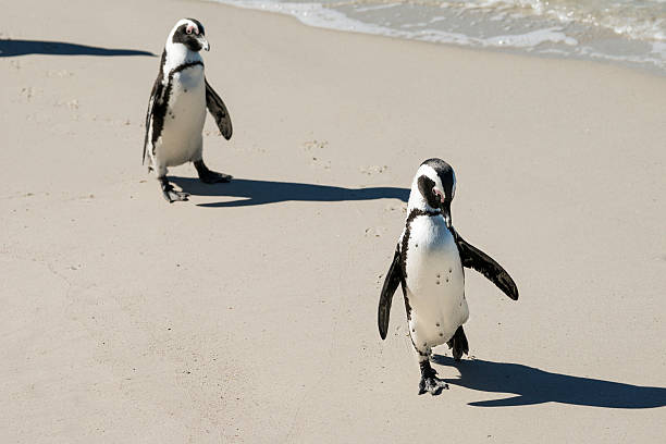 African penguin, Spheniscus demersus, also known as Cape penguin walking on Boulders beach at South Africa