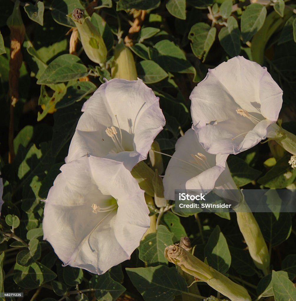 Bellissimo ma combattimenti Jimson Weed - Foto stock royalty-free di Allucinogeno