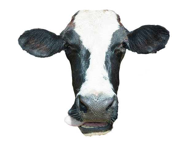 istock Isolated Single Cow Head On White Background 482711450