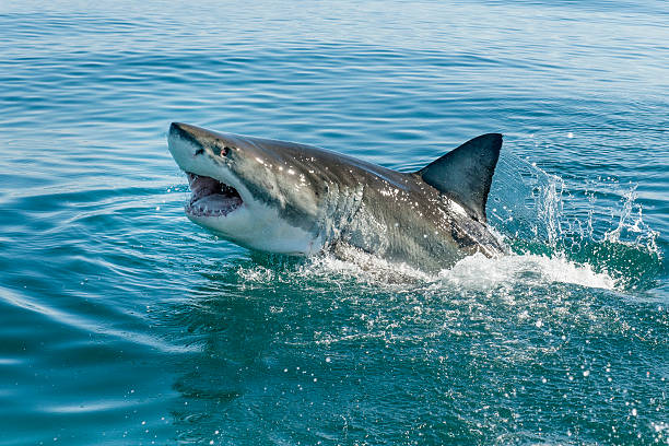 great white shark Great white shark breeching in the ocean sharks in water stock pictures, royalty-free photos & images